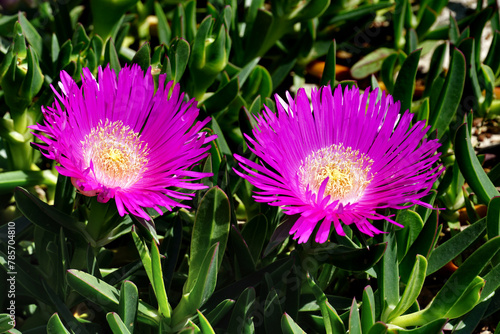 Two big vibrant flowers of succulent plant Delosperma cooperi