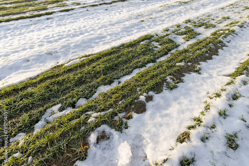 Fotografija winter wheat during snowmelt during thaw