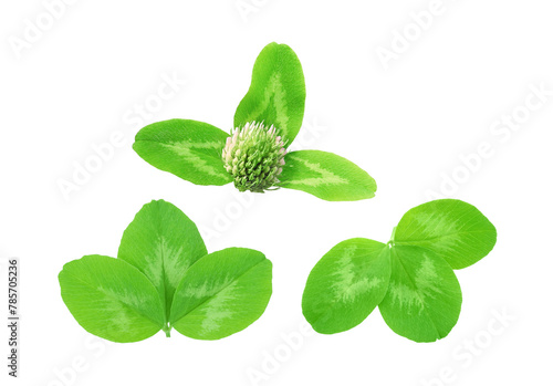 Clover leaves with flower set close-up isolated on white background	