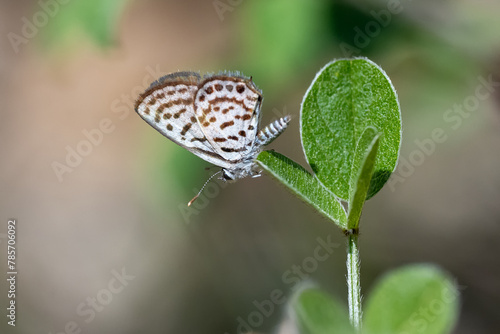 Balkan Kaplanı » Tarucus balkanicus » Little Tiger Blue