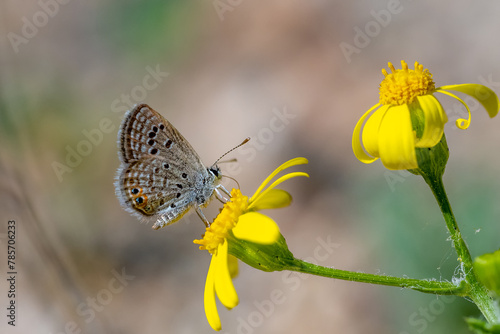 Lycaenidae / Mücevher Kelebeği / Grass Jewel / Chilades trochylus