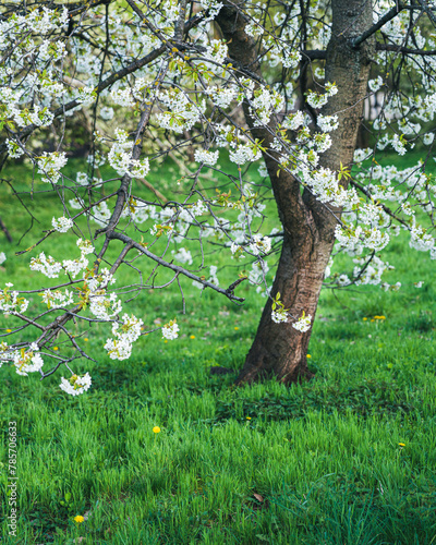 Wiosenne kwitnące na biało drzewa na Mazowszu © af-mar