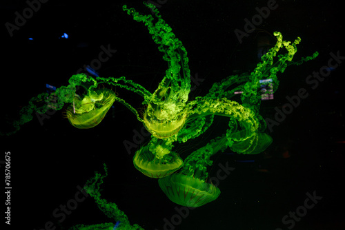 underwater photos of jellyfish chrysaora plocamia south america sea nettle © Minakryn Ruslan 