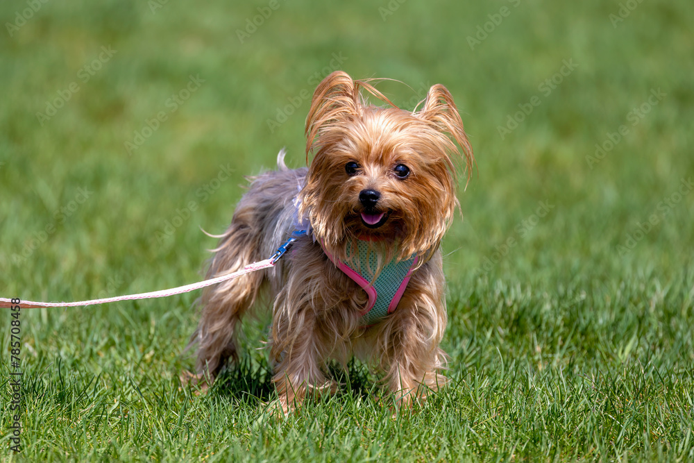 The Yorkshire Terrier.
British breed also known as a Yorkie The Yorkshire Terrier.
British breed also known as a Yorkie
