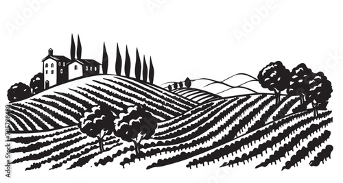 Vineyard landscape, Sketch, hand drawn illustrations.