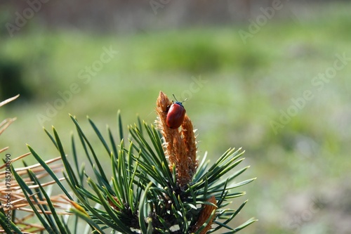 insect on cones in the forest