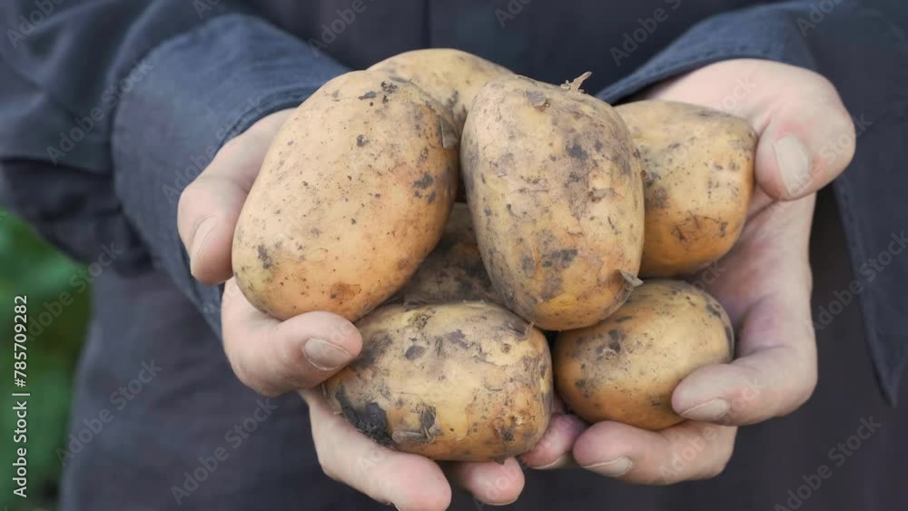 Farmer hands with freshorganic harvested potato bulbs. Organic healthy food. Man hands holding potato. Close up Farmer hands with freshorganic harvested potato bulbs. Organic healthy food. Man hands holding potato. Close up