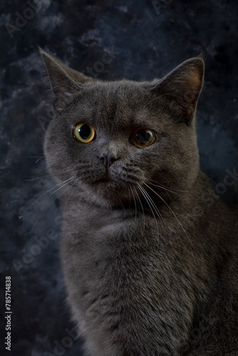 Macro photography our beloved 7 month old British kitten Gray Let's support with likes
