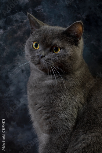 Macro photography our beloved 7 month old British kitten Gray Let's support with likes