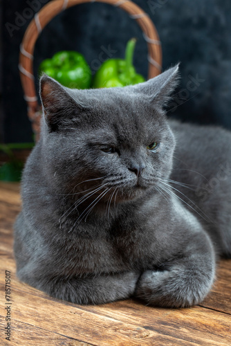 Macro photography our beloved 7 month old British kitten Gray Let's support with likes