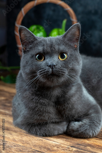 Macro photography our beloved 7 month old British kitten Gray Let's support with likes