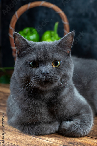 Macro photography our beloved 7 month old British kitten Gray Let's support with likes