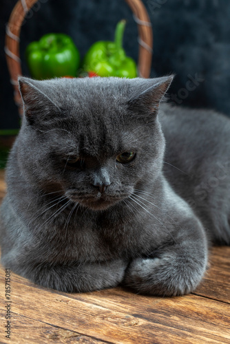 Macro photography our beloved 7 month old British kitten Gray Let's support with likes