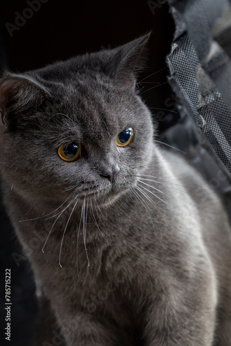 Macro photography our beloved 7 month old British kitten Gray Let's support with likes