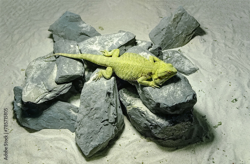 Green big iguana at the grey rock