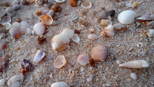 White and brown small shells at the brown small sand beach
