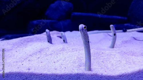 Conger, coral reef fish, eel over sand under water