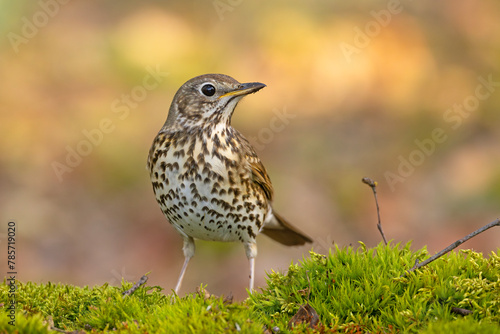 Drozd śpiewak, śpiewak (Turdus philomelos) #785719020