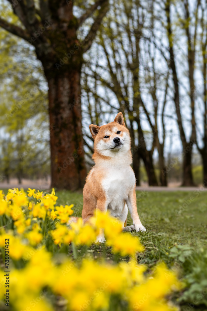 Red shiba inu dog is sitting on the lawn next to blooming daffodils at spring