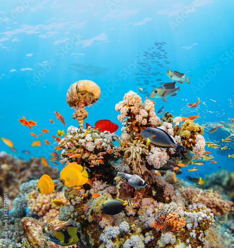 Fototapeta Naklejka Na Ścianę i Meble -  Underwater Tropical Corals Reef with colorful sea fish. Marine life sea world. Tropical colourful underwater seascape.