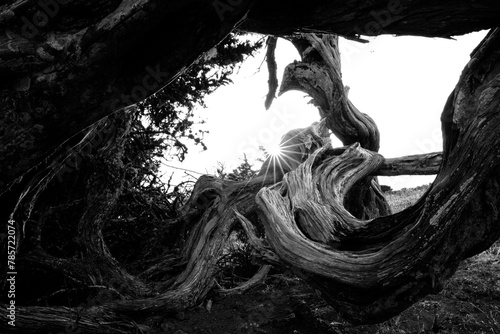 Ancient twisted juniper tree in black and white photo