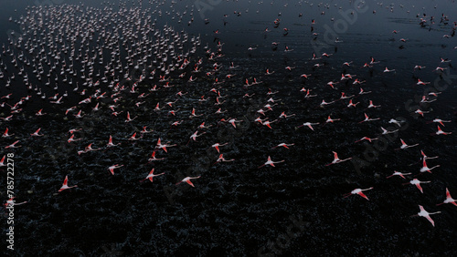 Flock of Flamingos Flying Over Water at Dusk photo