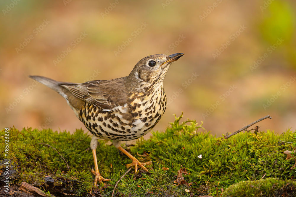 Paszkot (Turdus viscivorus) Paszkot (Turdus viscivorus)