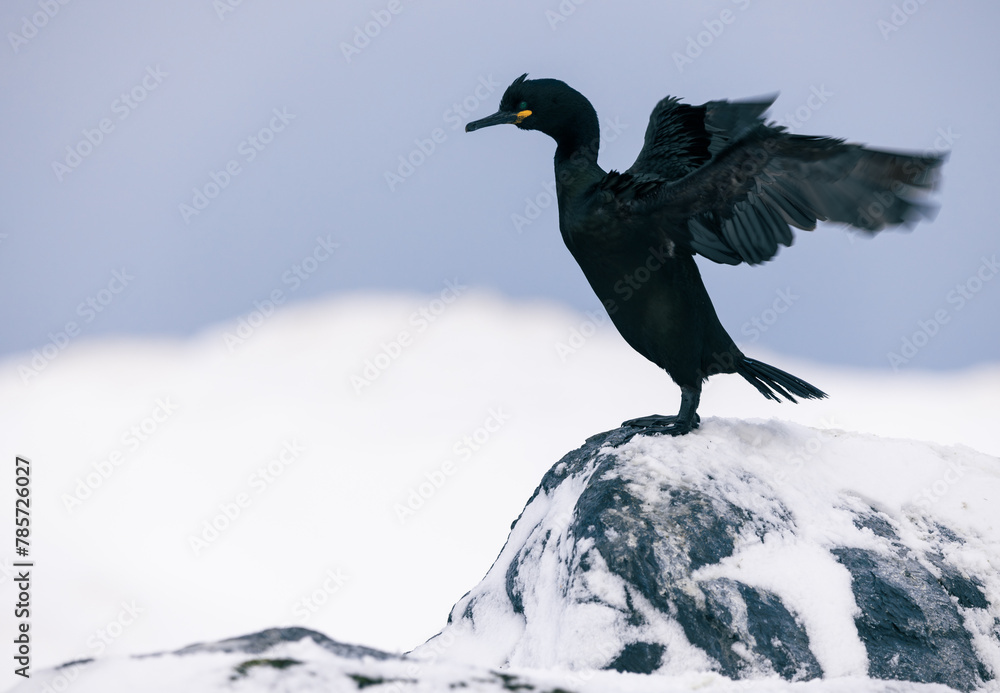 Fototapeta premium European Shag bird in snow