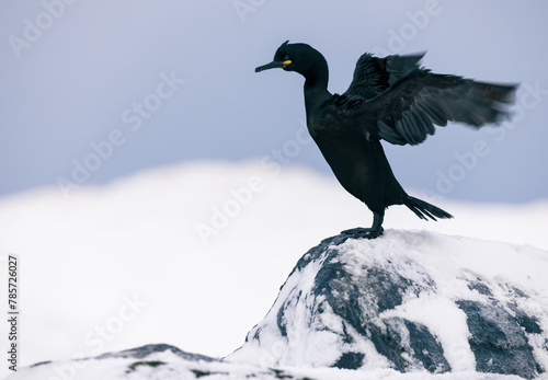 European Shag bird  in snow photo