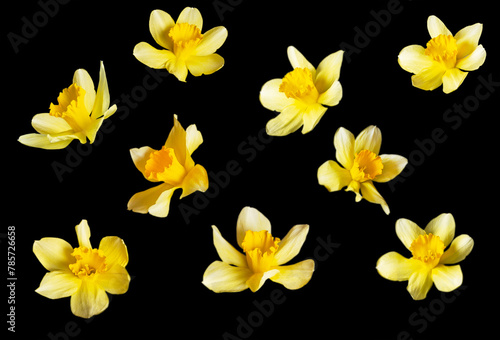 many bright yellow daffodil flowers on a black background