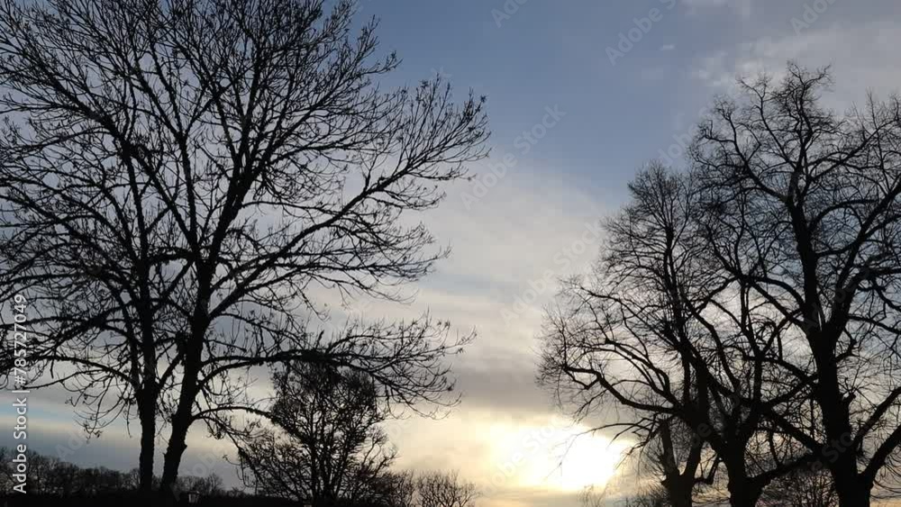 Dark trees during sunset in the spring. Cloudy sky. Sweden, Scandinavia, Europe. Dark trees during sunset in the spring. Cloudy sky. Sweden, Scandinavia, Europe.
