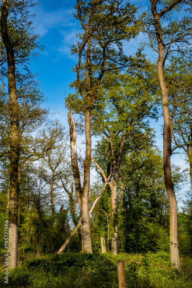 Obraz premium Beschädigter Baum im Wald
