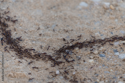 Army ants, African safari ants, Dorylus © Johannes Jensås