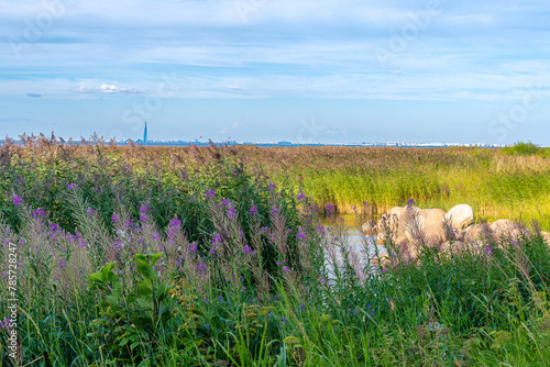 der Park Aleksandriya in St. Petersburg in Russland liegt herrlich am baltischen Meer mit vielen Wiesen und Blumen photo