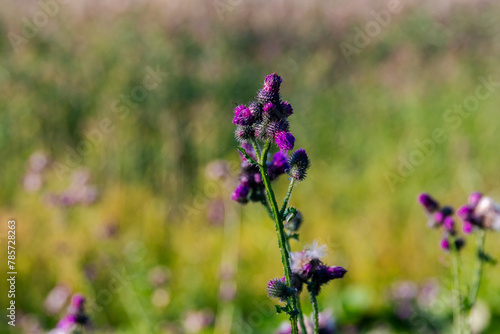 der Park Aleksandriya in St. Petersburg in Russland liegt herrlich am baltischen Meer mit vielen Wiesen und Blumen photo