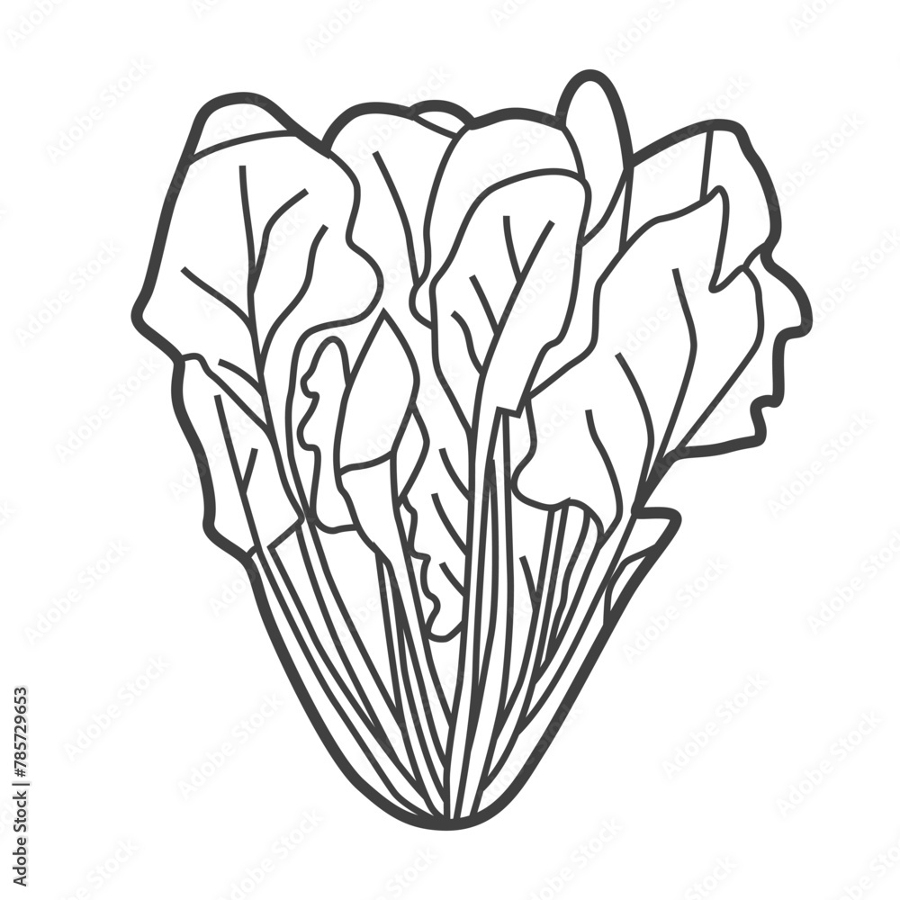Linear icon of spinach. Black and white vector illustration.