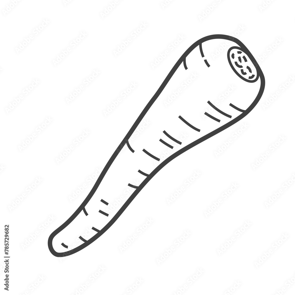 Linear icon of parsnip. Black and white vector illustration.