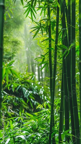 Vivid bamboo grove filled with lush green leaves in a dense forest