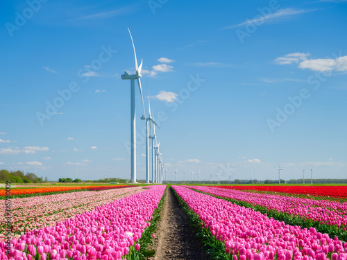 Field with tulips and wind turbines. A wind generator in a field in the Netherlands. Green energy production. Landscape with flowers at the day time. Photo for wallpaper and background. © biletskiyevgeniy.com
