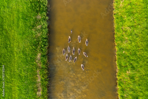 Ducks in the wild. Birds on the river during sunset. The ducks are swimming down the river. View from drone. Flying and waterfowl species of birds. Photo for wallpaper or background. © biletskiyevgeniy.com
