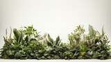 Plantes, fleurs et végétaux. Fond blanc avec espace vide de composition pour création et conception graphique. Feuilles, branchage, nature, tropical.