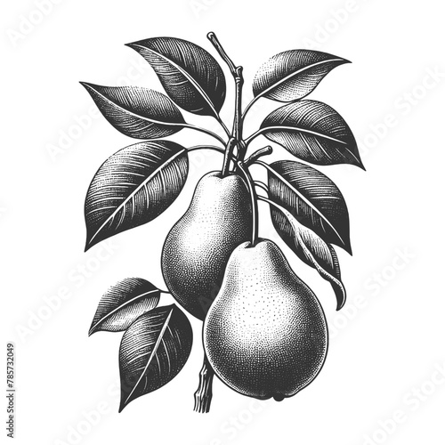 pear branch with ripe fruit, ideal for culinary and botanical themes sketch engraving generative ai vector illustration. Scratch board imitation. Black and white image.