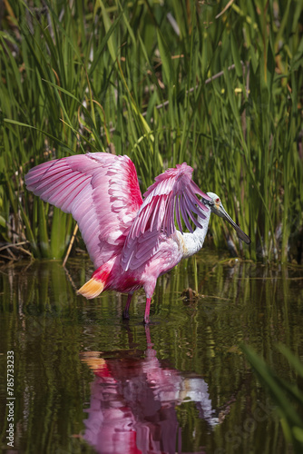 Roseate Spoonbill standing in water with wings out