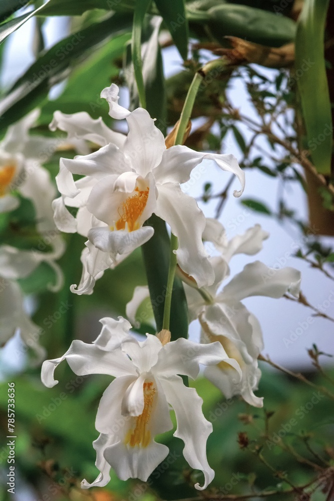 White orchid flowers with ruffled petals on a green stem with leaves. White orchid flowers with ruffled petals on a green stem with leaves.