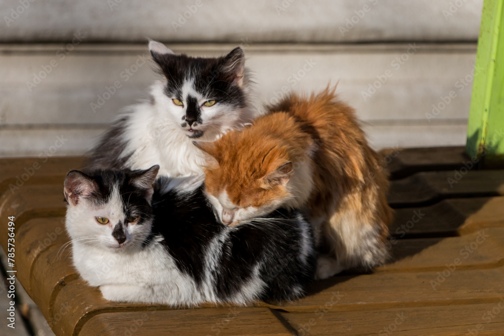 three cats warm each other snuggling on a park bench