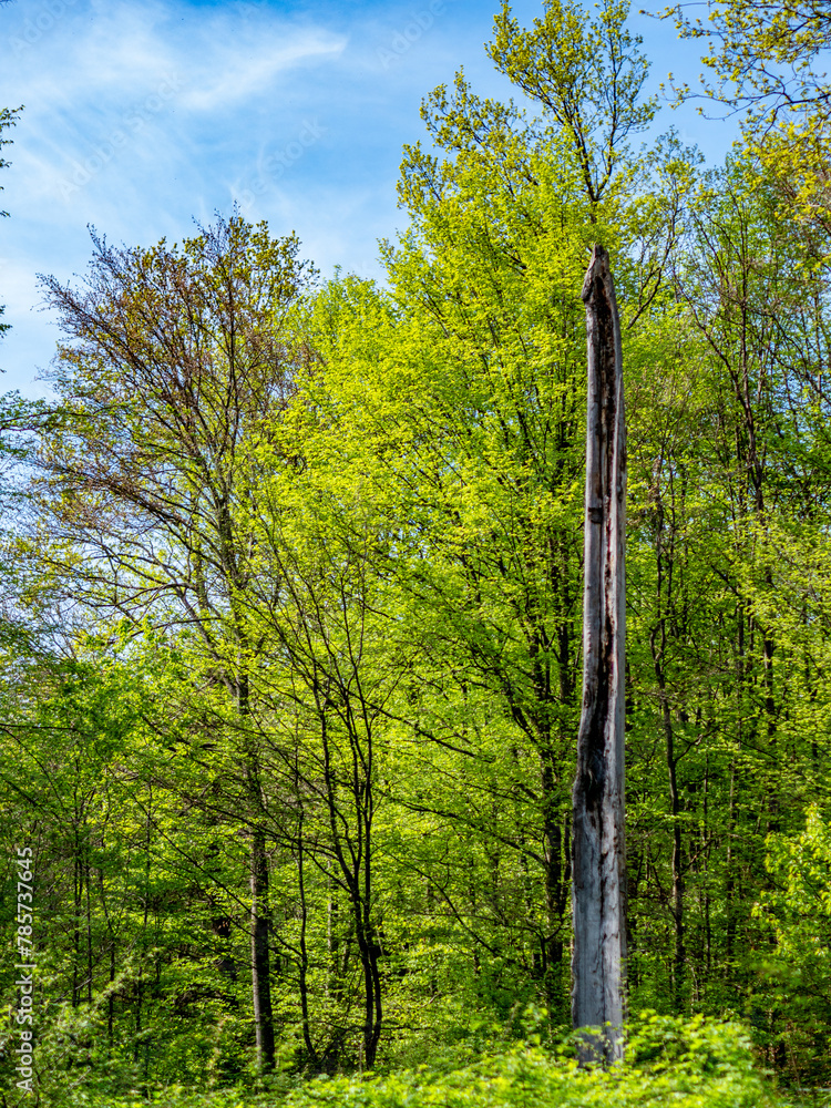 Fototapeta premium Beschädigter Baum im Wald