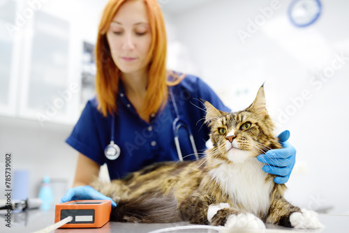 Vet measures a tomcat's blood pressure. Veterinarian doctor examining a Maine Coon cat at veterinary clinic. Pet health.
