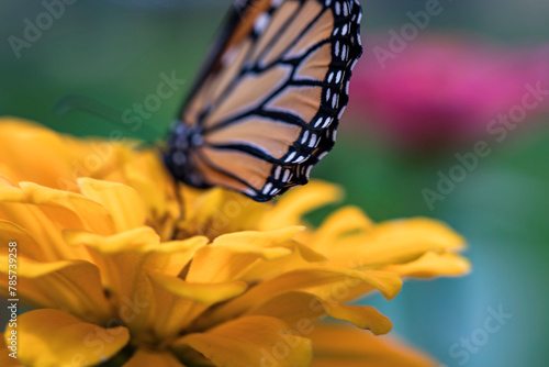 butterfly on flower (ID: 785739258)