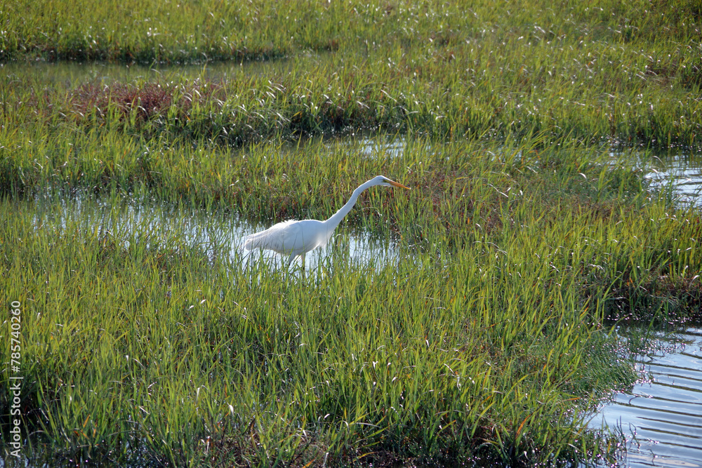 Fototapeta premium Great white egret in California coastal wetlands