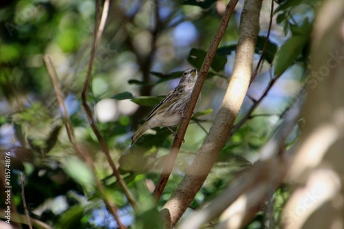 ave canário da terra - Sicalis flaveola © oscaryoshinori